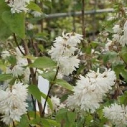 Deutzia scabra 'Pride of Rochester'