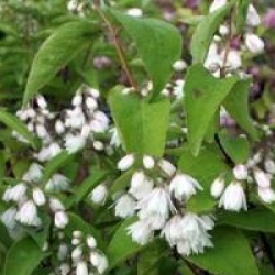 Deutzia scabra 'Pride of Rochester'