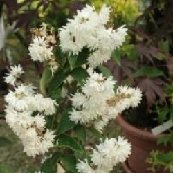 Deutzia scabra 'Pride of Rochester'