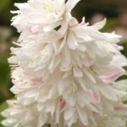 Deutzia scabra 'Pride of Rochester'