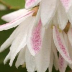 Deutzia scabra 'Pride of Rochester'