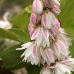 Deutzia scabra 'Pride of Rochester'
