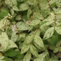 Deutzia scabra panach�