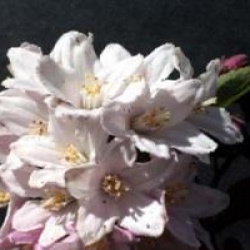 Deutzia 'Rosea Plena'