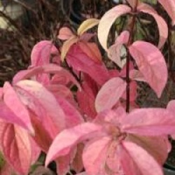 Deutzia Tourbillon Rouge