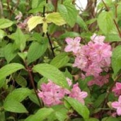 Deutzia x elegantissima 'Rosealind'