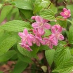 Deutzia x elegantissima 'Rosealind'
