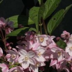 Deutzia x rosea 'Carminea'