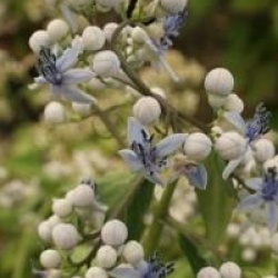 Dichroa febrifuga 'Round Blue'
