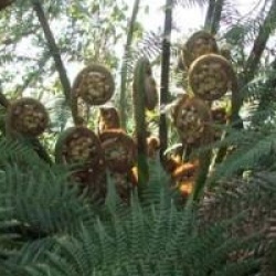 Dicksonia antartica