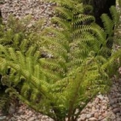 Dicksonia antartica