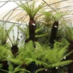 Dicksonia antartica