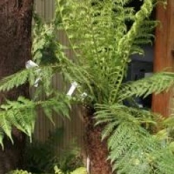 Dicksonia antartica