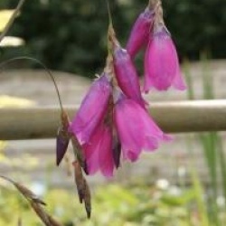Dierama pendulum - Di�rame ensifolium