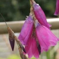Dierama pendulum