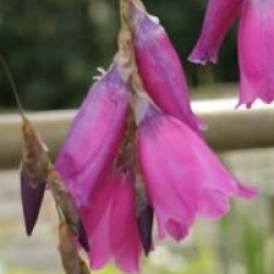 Dierama pendulum