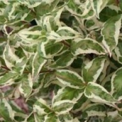 Diereville panach�