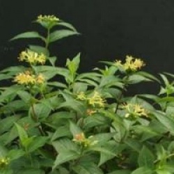 Diervilla x splendens
