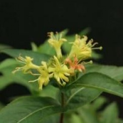 Diervilla x splendens