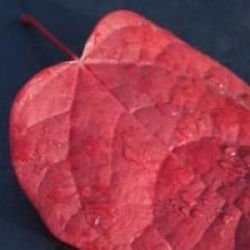 Disanthus � feuilles de cercis