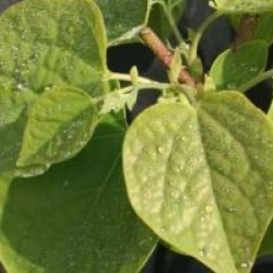 Disanthus cercidifolius