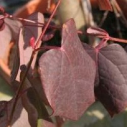 Disanthus cercidifolius