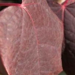 Disanthus cercidifolius