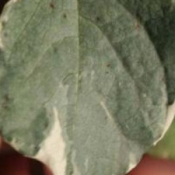 Disanthus cercidifolius 'Ena Nishiki' - Disanthus panach�