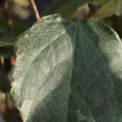 Disanthus cercidifolius 'Ena Nishiki'