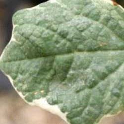 Disanthus cercidifolius 'Ena Nishiki'