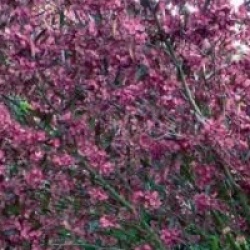 Dodonea viscosa 'Purpurea'