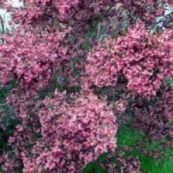 Dodonea viscosa 'Purpurea'