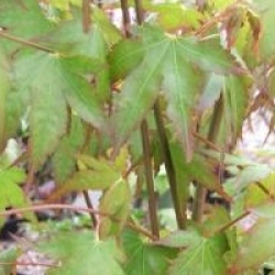 Acer palmatum 