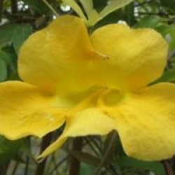 Doxantha unguis-casti - Doxantha jaune