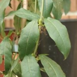Doxantha unguis-casti