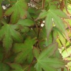 Acer palmatum 