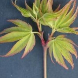 Acer palmatum 