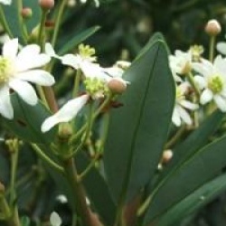 Drimys winteri var. andina