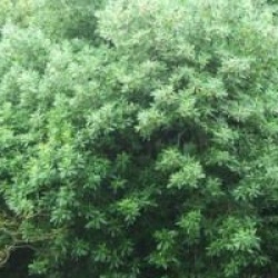 Drimys winteri var. andina