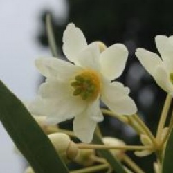 Drimys winteri var. andina