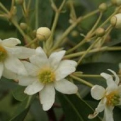 Drimys winteri var. andina