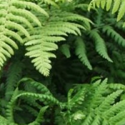 Dryopteris affinis - Foug�re m�le �cailleuse