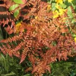 Dryopteris erythrosora var. prolifica - Foug�re cuivre