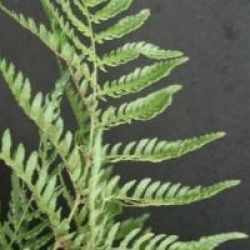 Dryopteris erythrosora var. prolifica