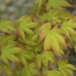 Acer palmatum 