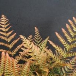 Dryopteris erythrosora var. prolifica