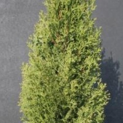 Cypr�s de Provence fastigi�