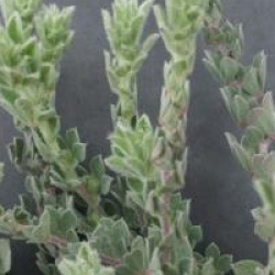 Dorycnium hirsutum 'Frejorgues'