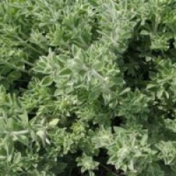 Dorycnium hirsutum 'Frejorgues'