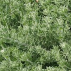 Dorycnium hirsutum 'Frejorgues'